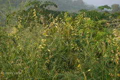 Crotalaria juncea